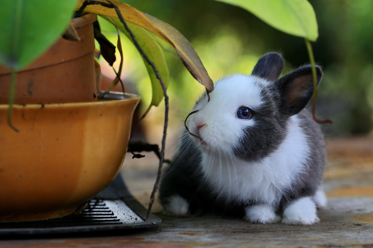 Cruelty Free: Un Estilo de Vida más Ético y Sostenible