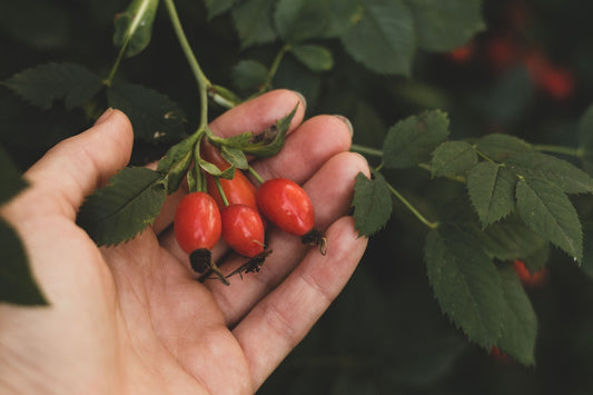 Rosa Mosqueta: El Secreto Natural para una Piel Radiante