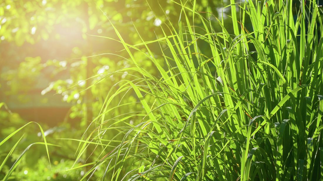 Citronella: La poderosa aliada contra los mosquitos