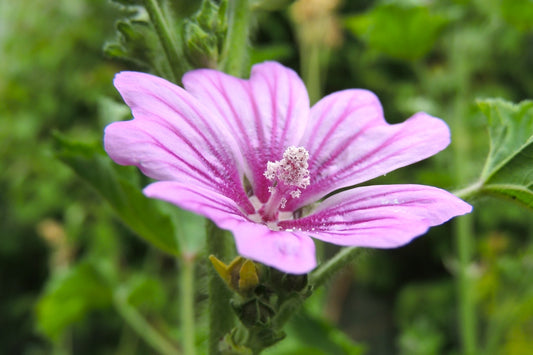 Flor de Malva - Un Remedio Natural para la Salud y la Belleza